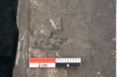 Foto (Detailansicht) von Fraxinus savinensis Ettingshausen (NHMW-GEO-2024-0188-8006)